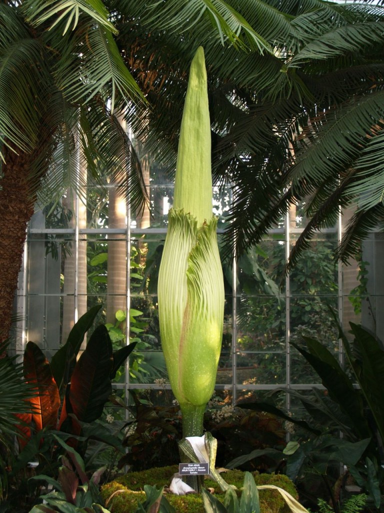 Corpse flower 717