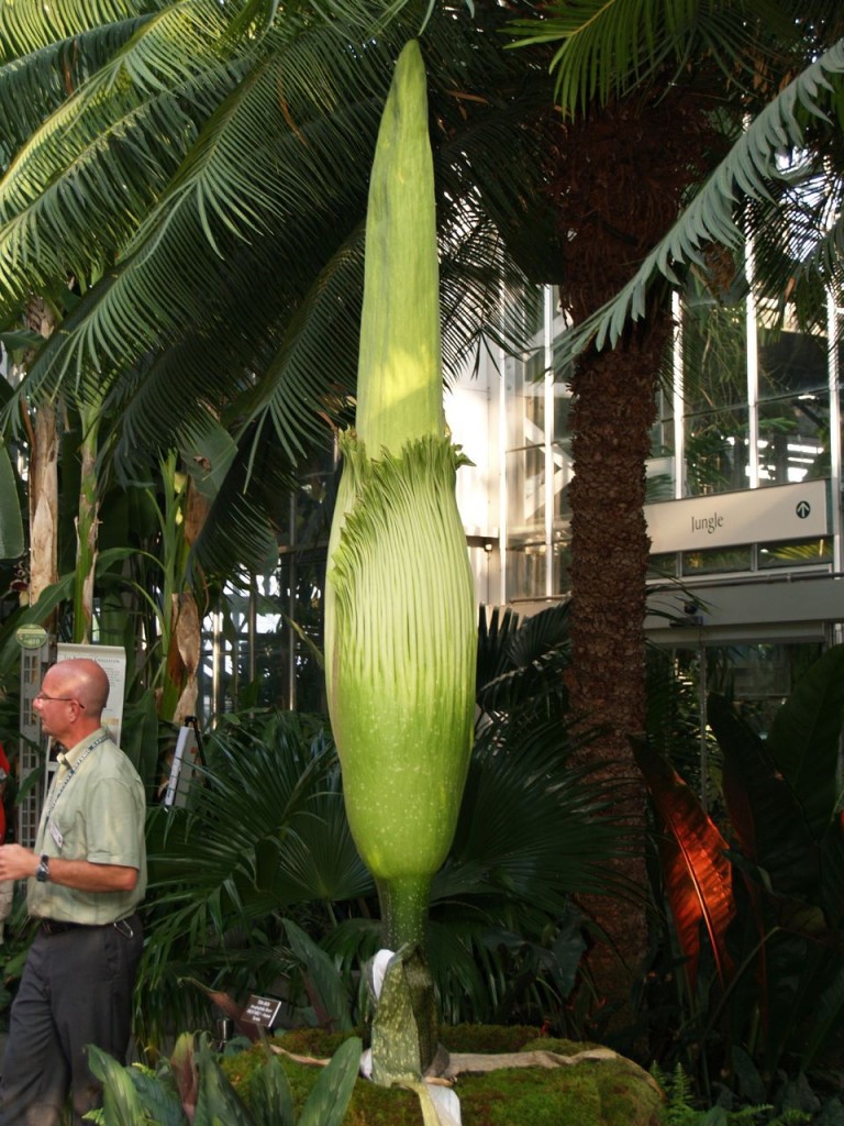 Corpse flower 717