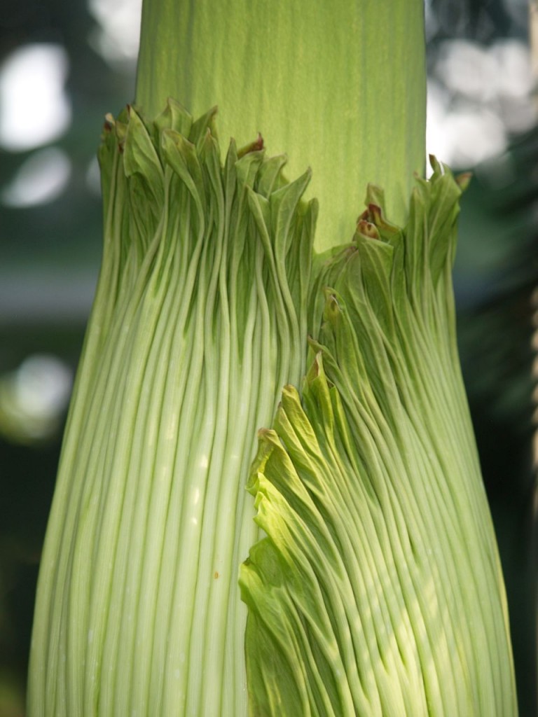 Corpse flower 717