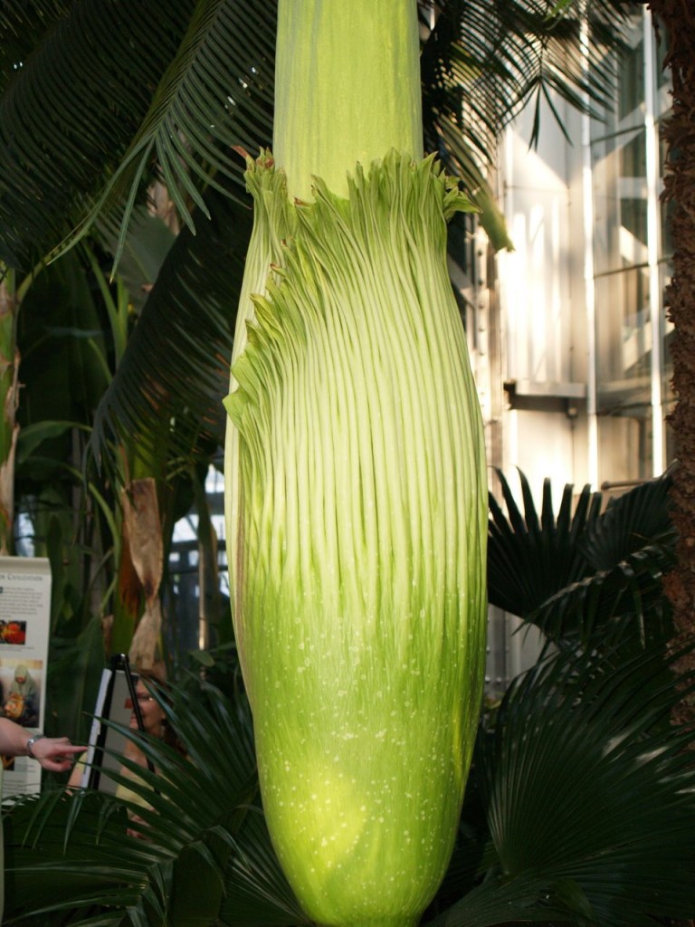 Corpse flower 717