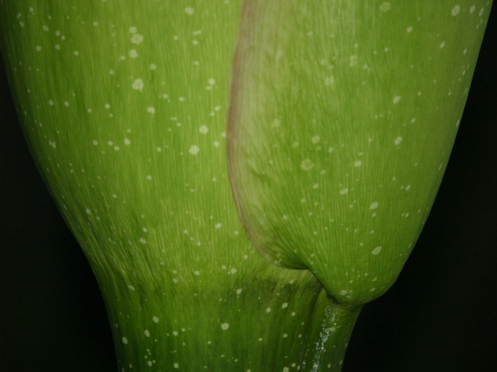 Corpse flower 717