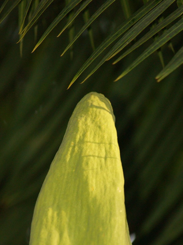 Corpse flower 717