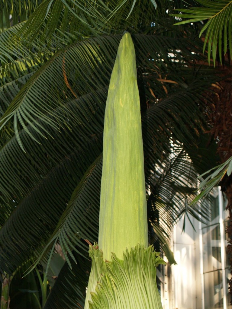 Corpse flower 717