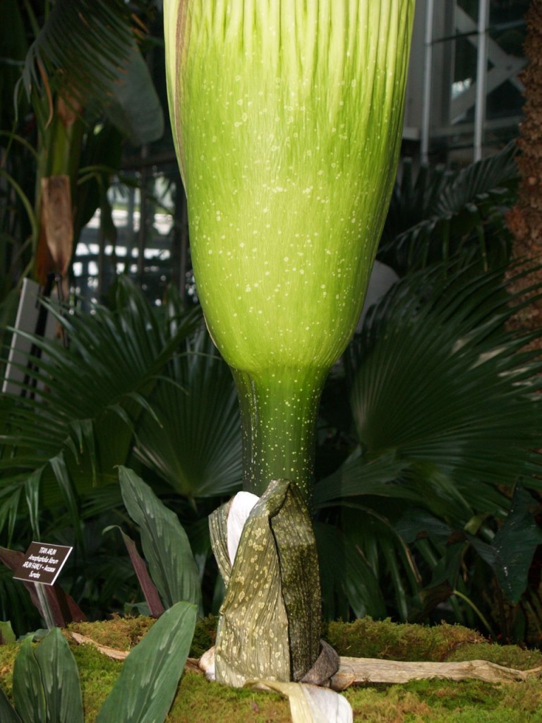 Corpse flower 718