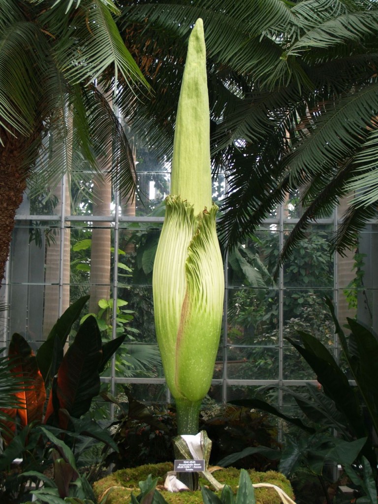 Corpse flower 718