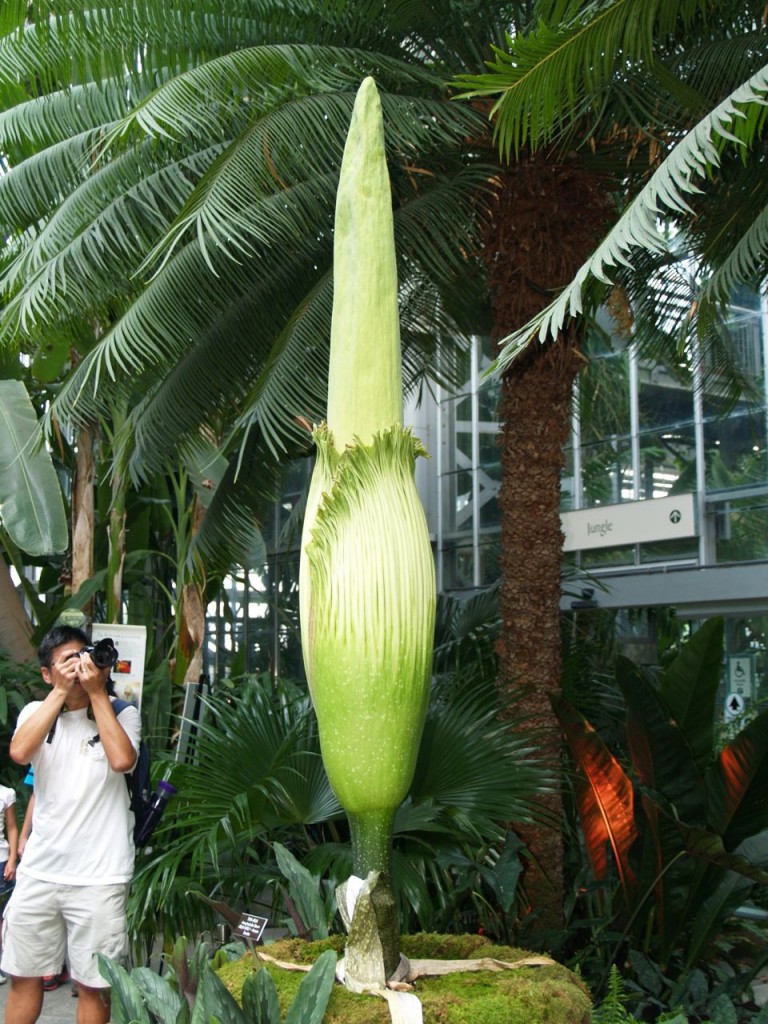 Corpse flower 718