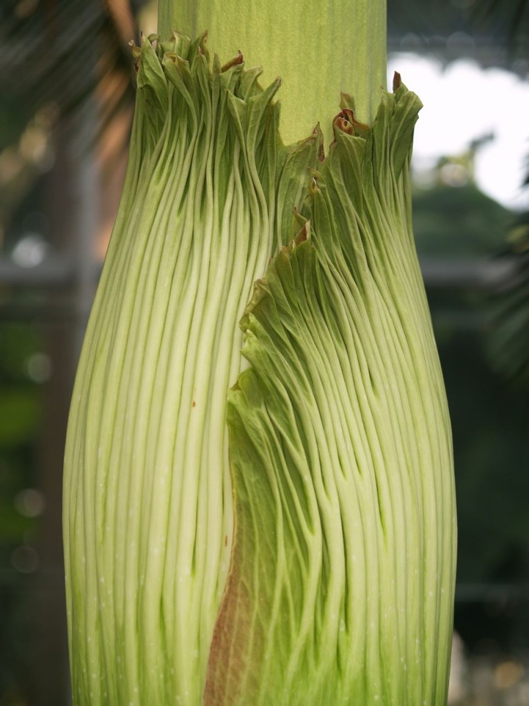 Corpse flower 718