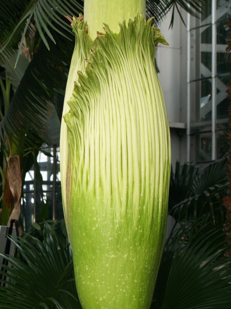 Corpse flower 718