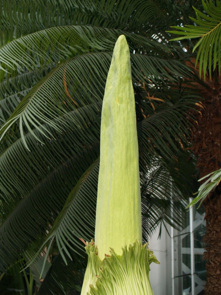 Corpse flower 718