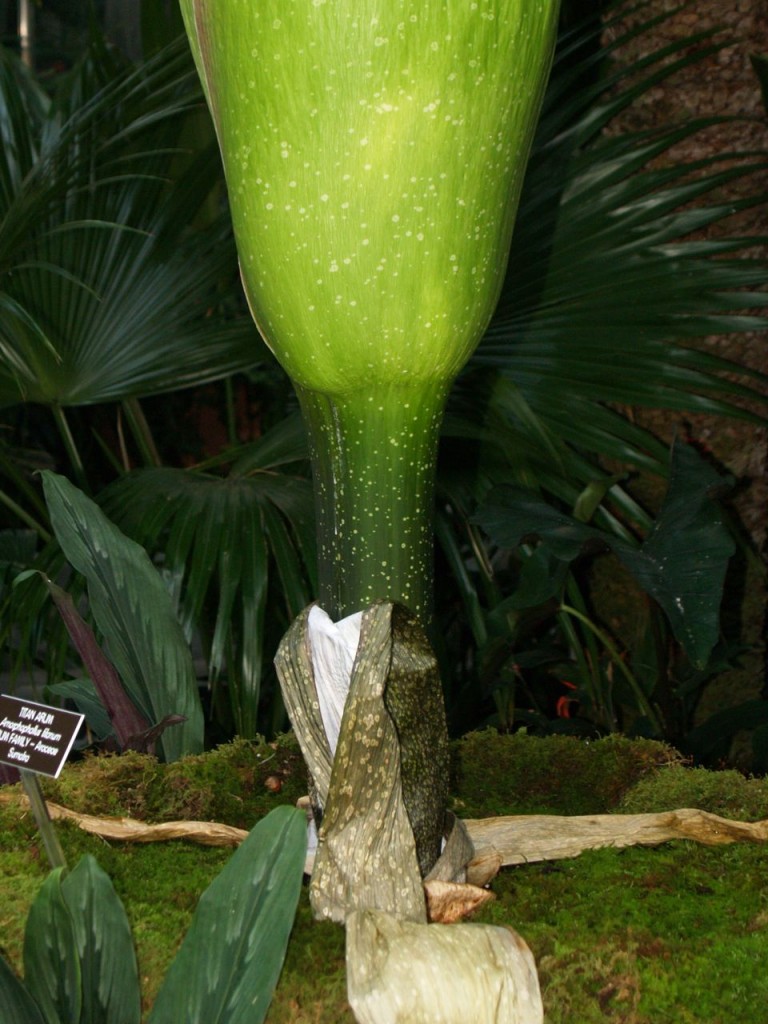 Corpse flower 719