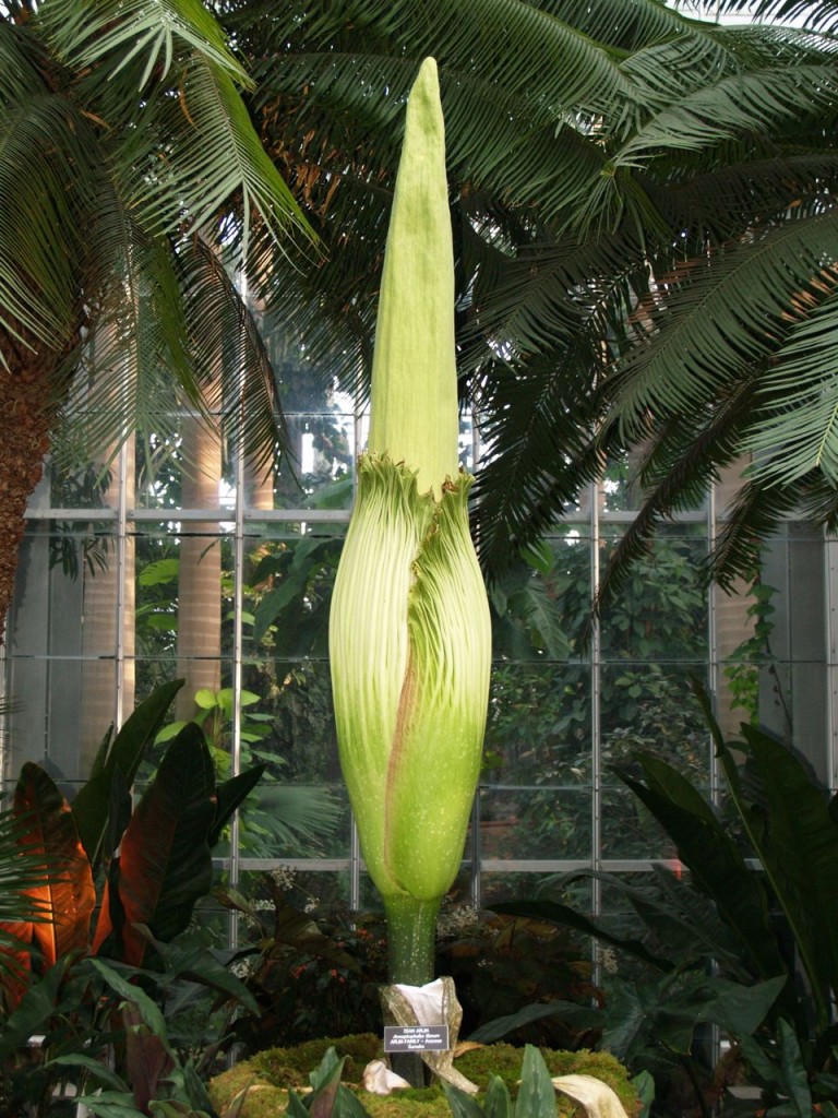 Corpse flower 719