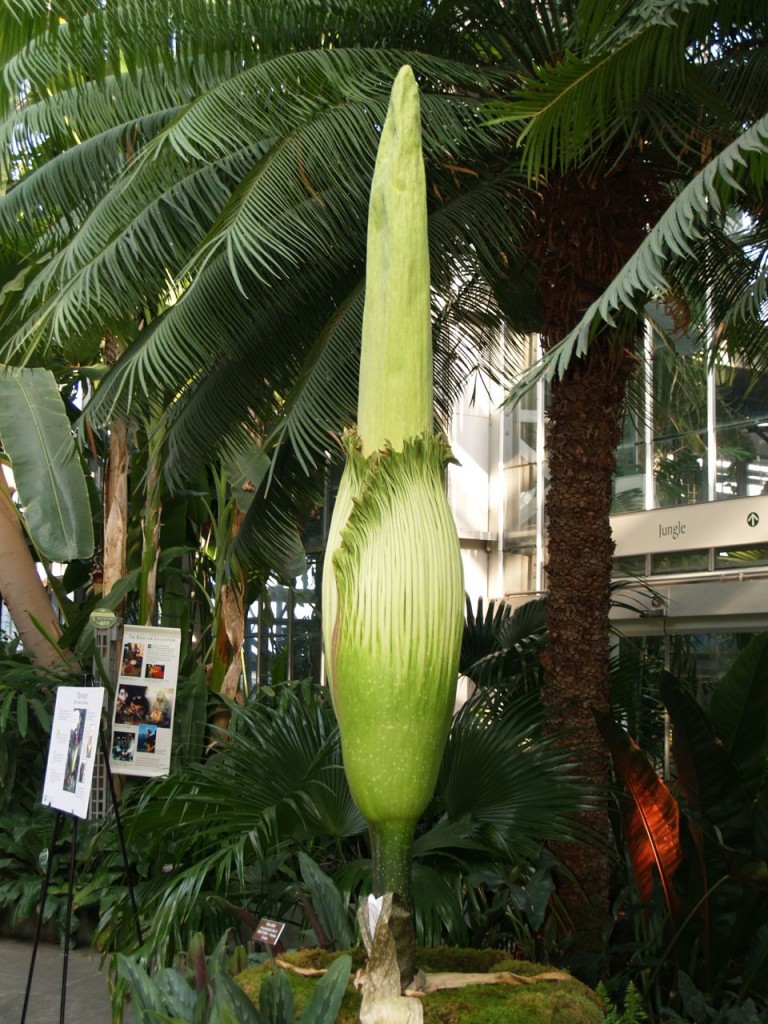 Corpse flower 719