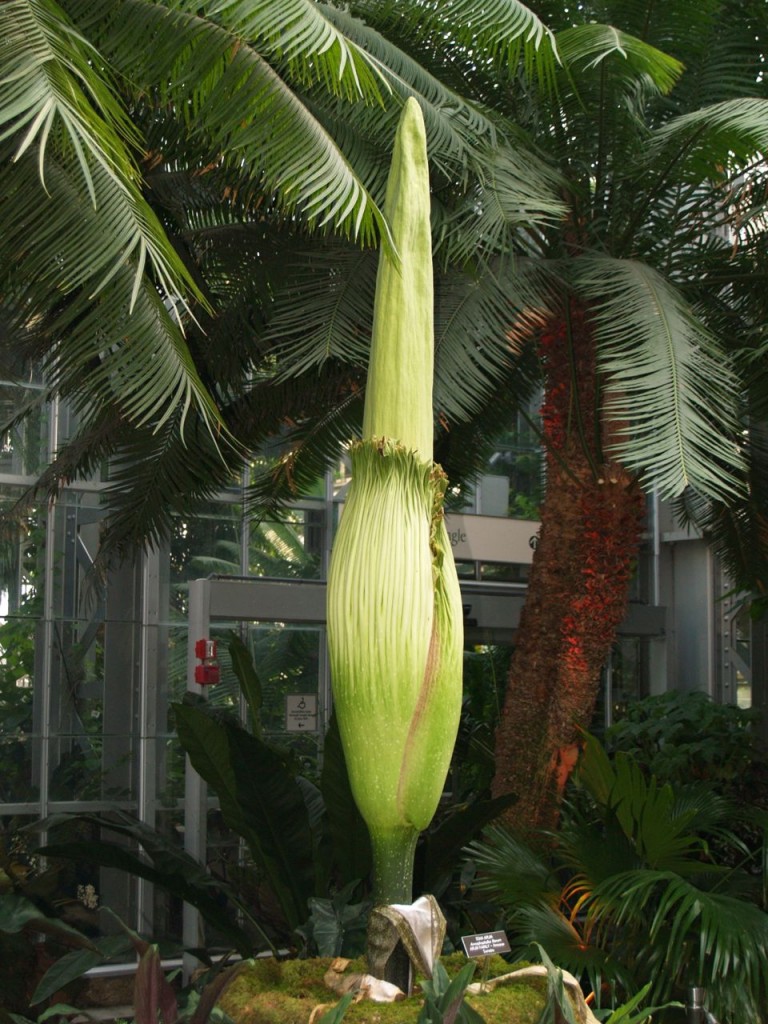 Corpse flower 719