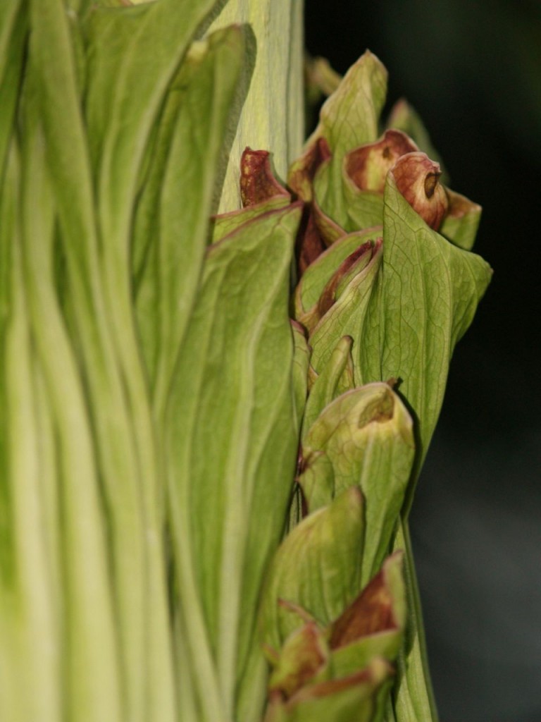 Corpse flower 719