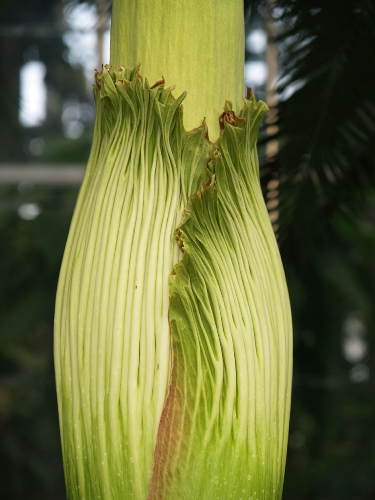 Corpse flower 719