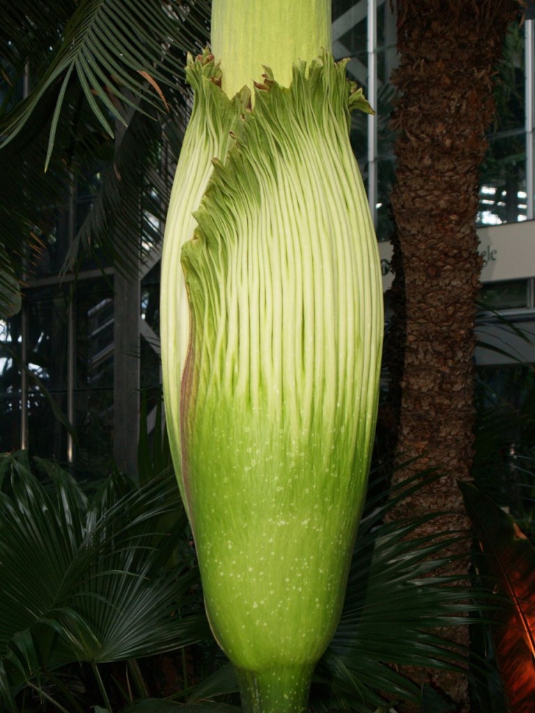 Corpse flower 719