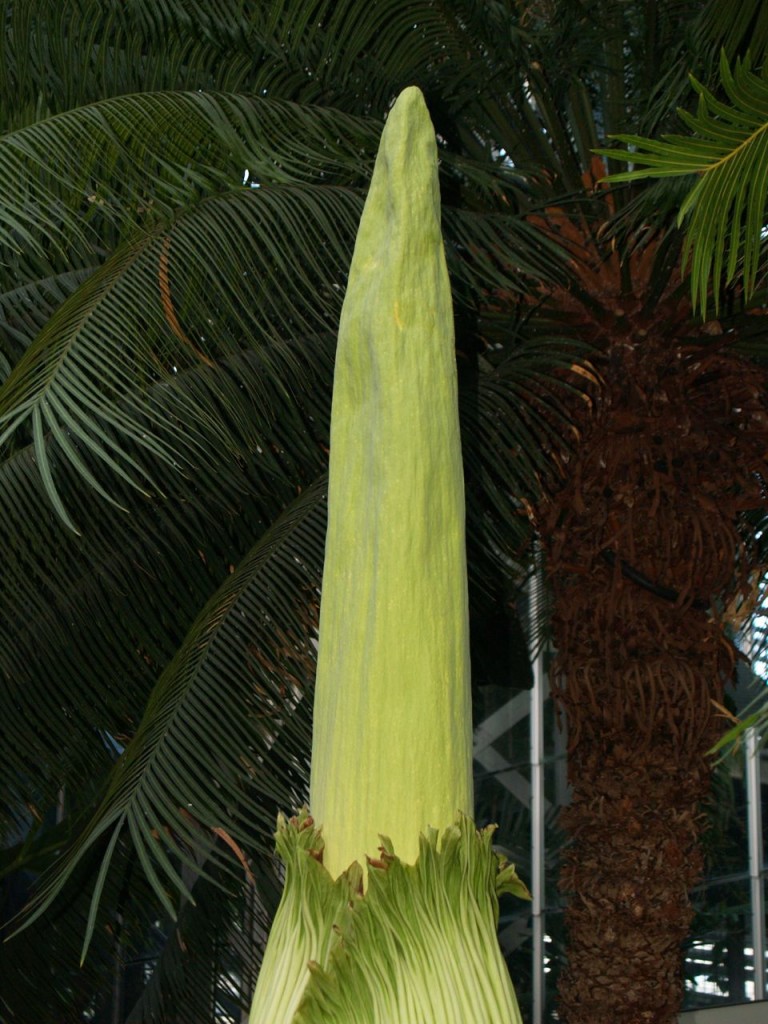 Corpse flower 719