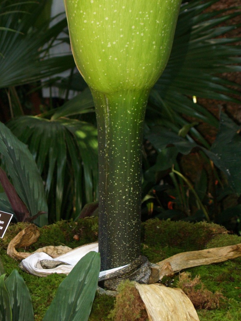 Corpse flower 720