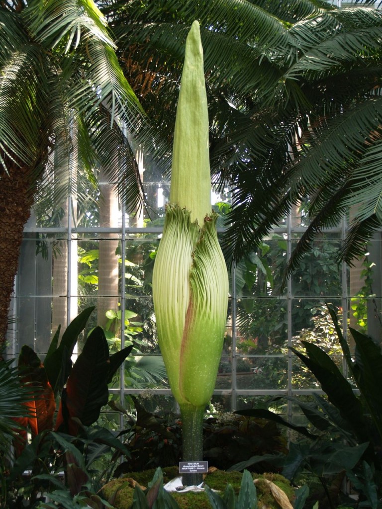 Corpse flower 720