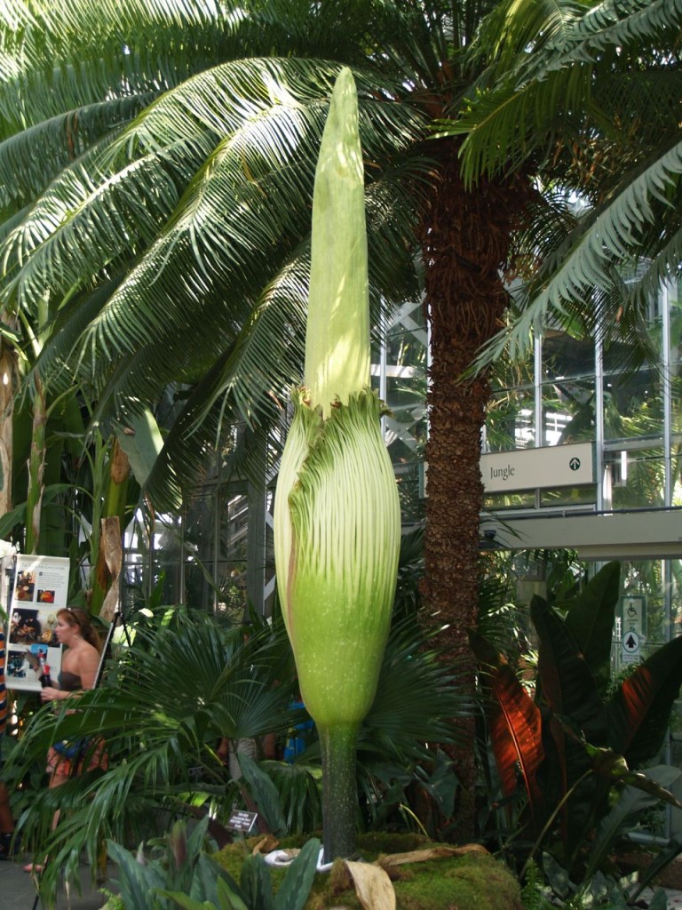 Corpse flower 720