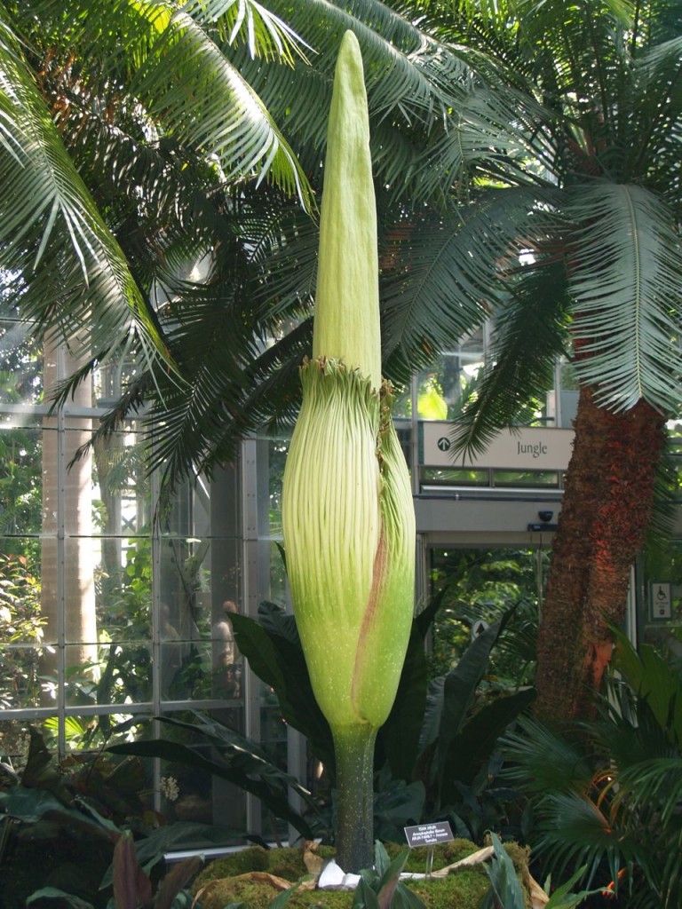 Corpse flower 720