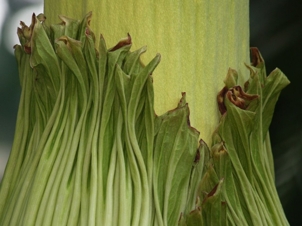 Corpse flower 720