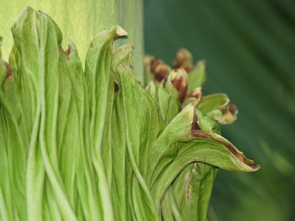 Corpse flower 720