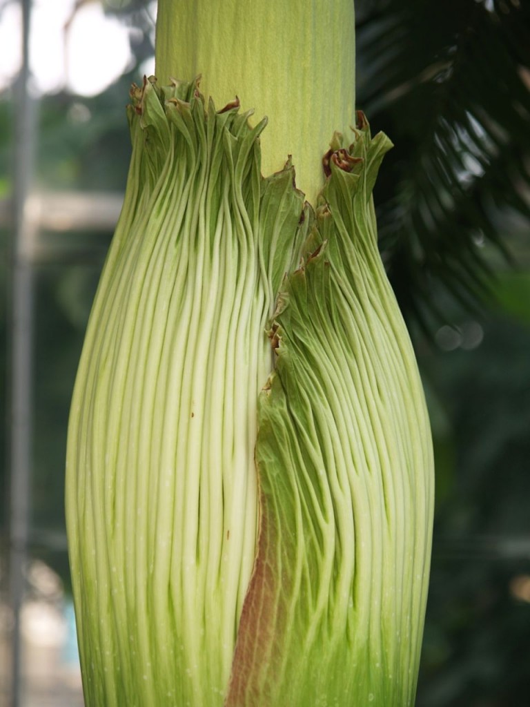 Corpse flower 720