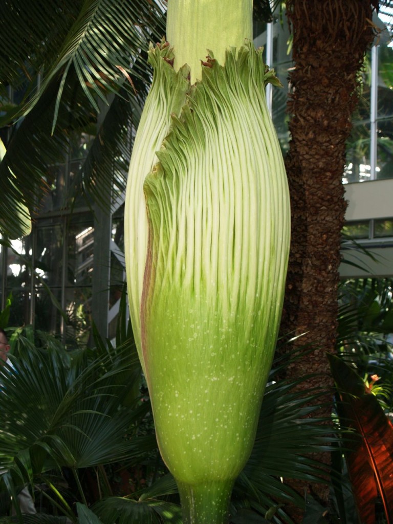 Corpse flower 720