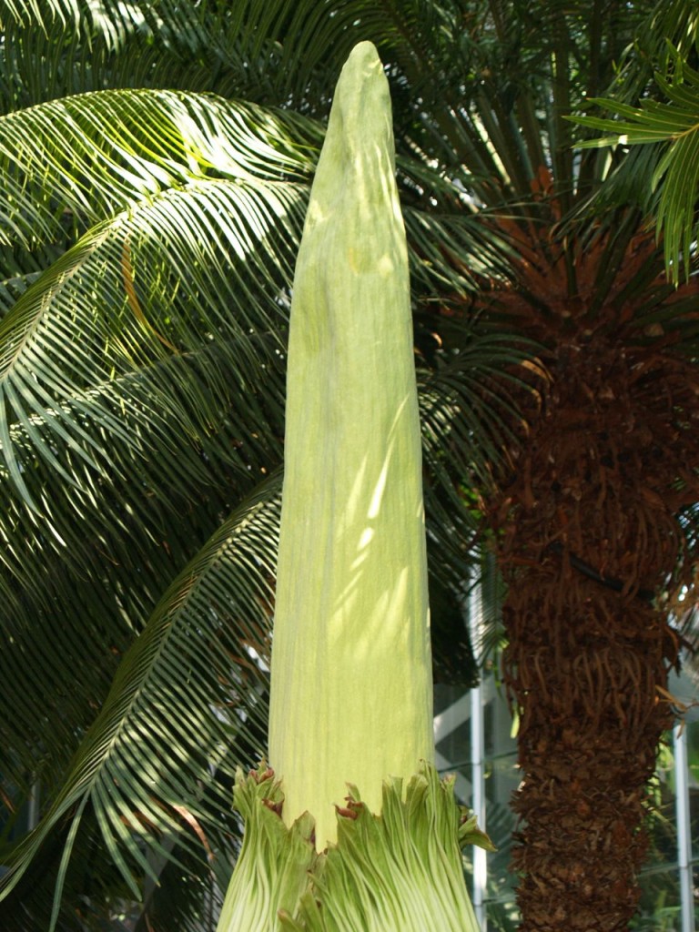 Corpse flower 720