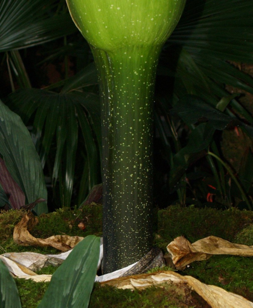 Corpse flower 721