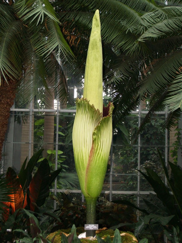 Corpse flower 721