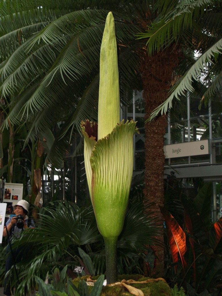 Corpse flower 721