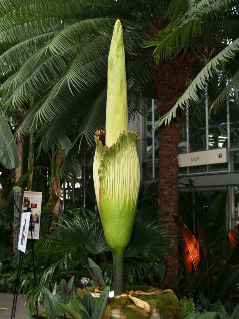 Corpse flower 721