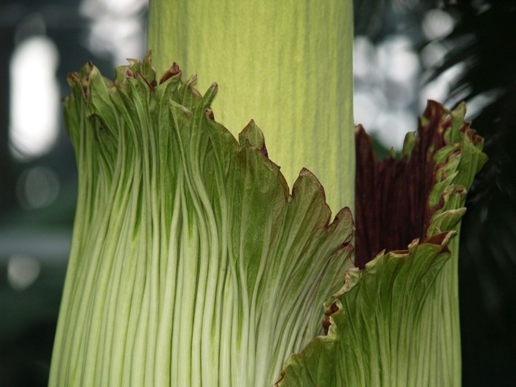 Corpse flower 721