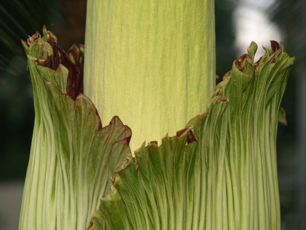 Corpse flower 721