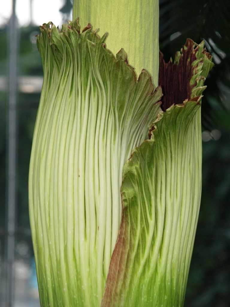 Corpse flower 721