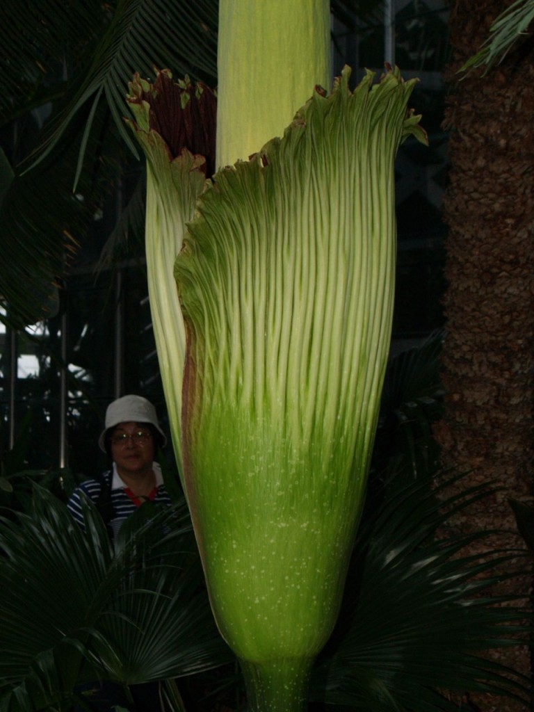 Corpse flower 721