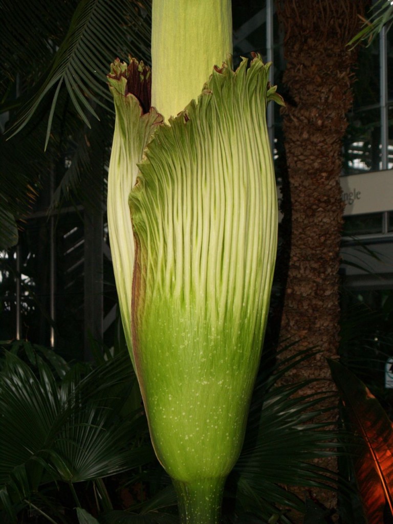 Corpse flower 721