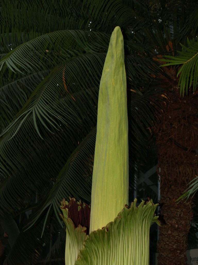 Corpse flower 721