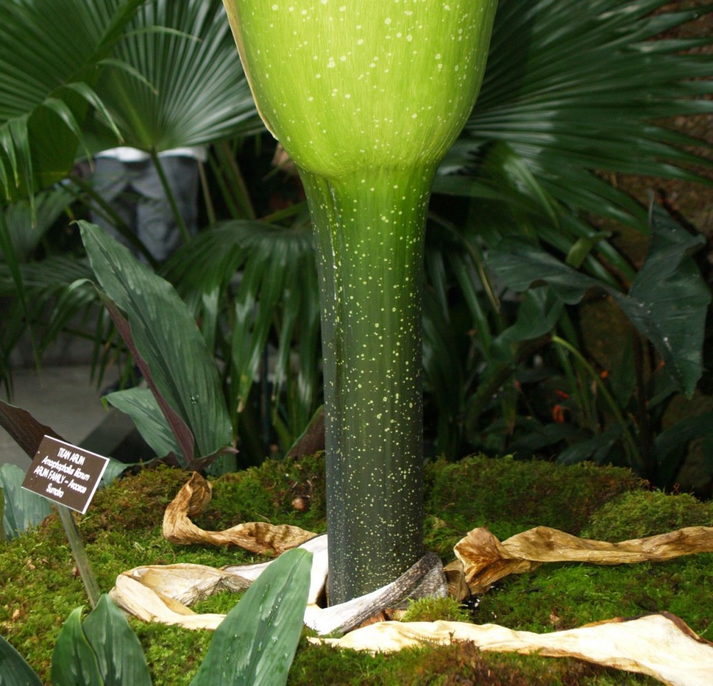 Corpse flower 722am