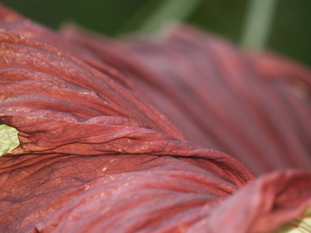 Corpse flower 722am