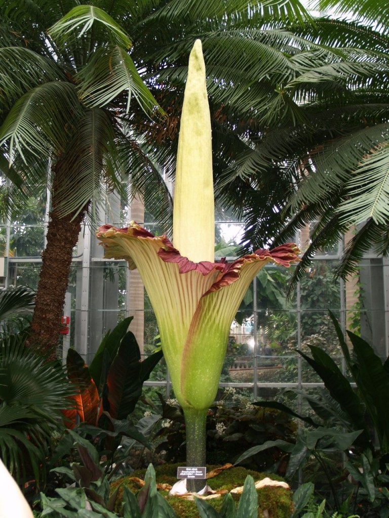 A corpse flower in peak bloom. The spathe has opened in a vase-like structure that circles the spadix.