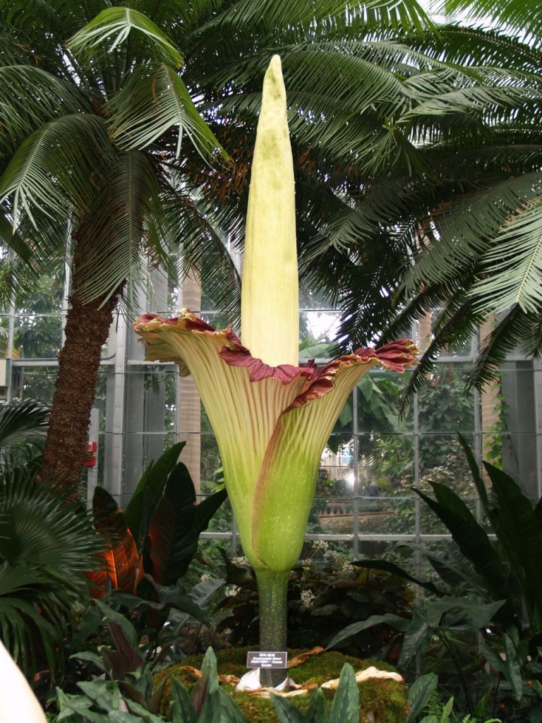 Corpse flower 722am