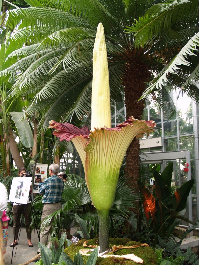 Corpse flower 722am