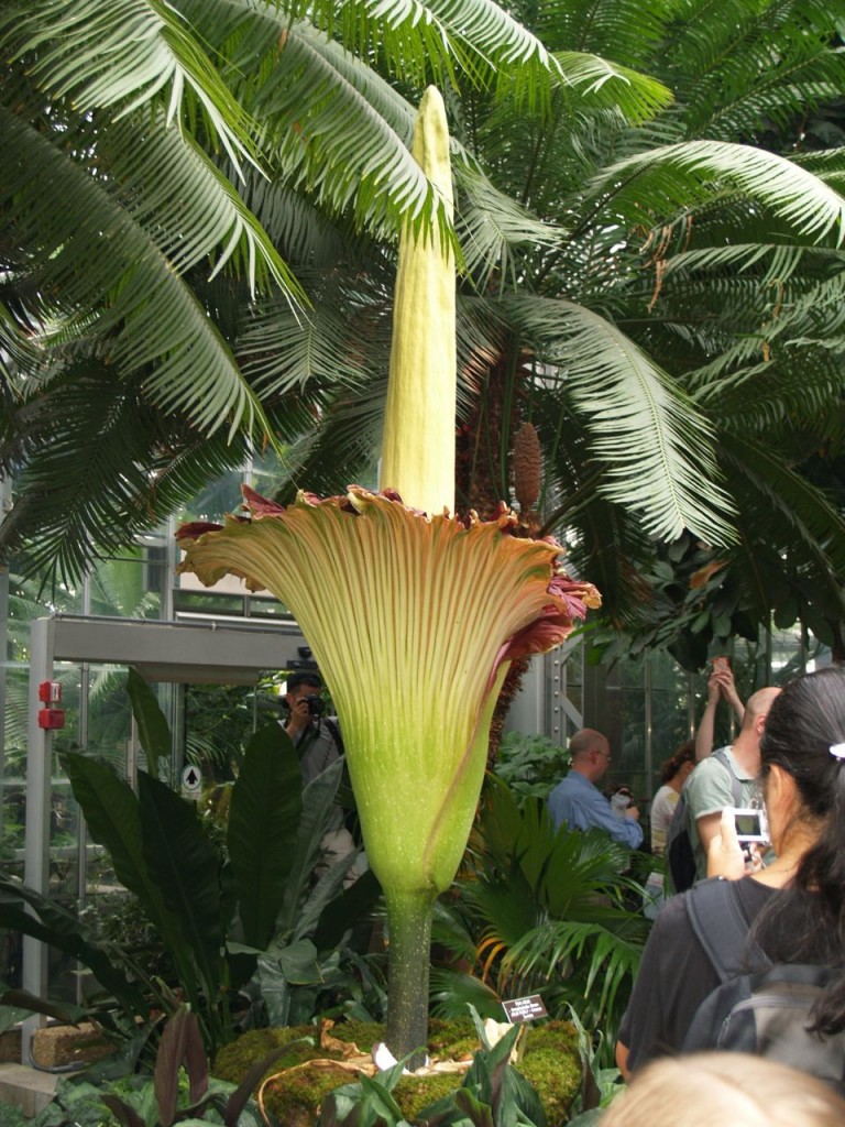 Corpse flower 722am