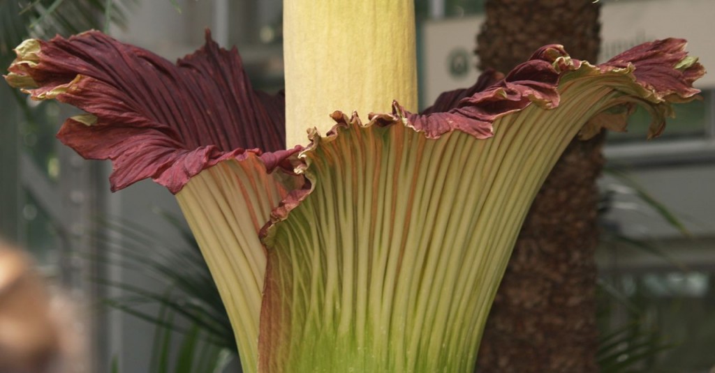 Another view of the plant in peak bloom where more of the crimson interior can be seen.