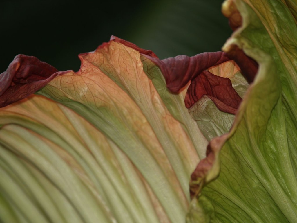 Corpse flower 722am