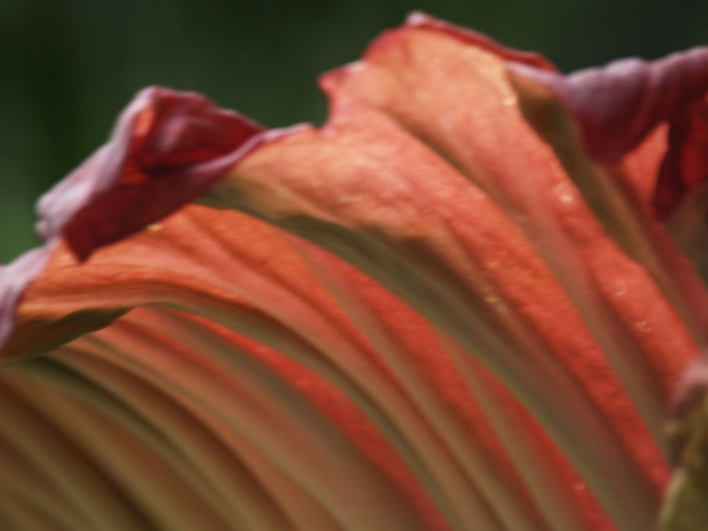 Corpse flower 722am