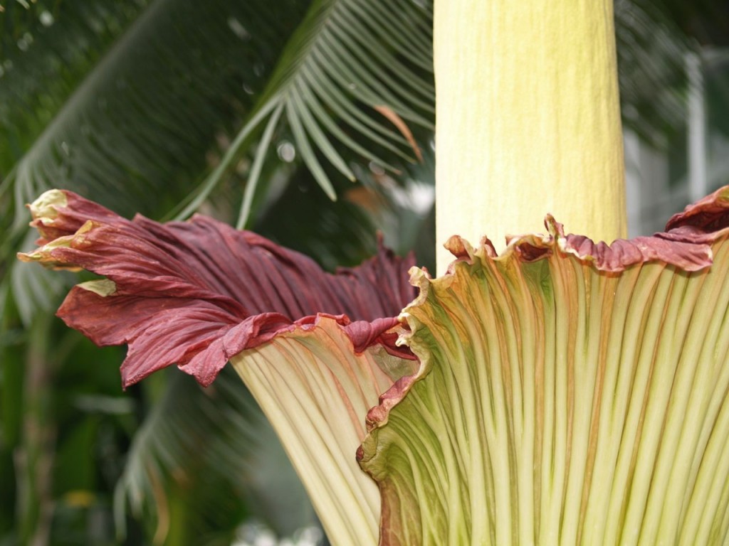 Corpse flower 722am